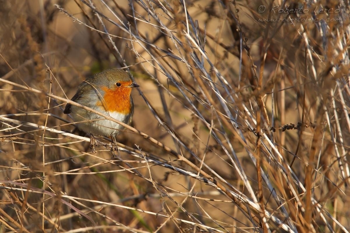 Pettirosso_Erithacus_rubecula_European_Robin03_1200