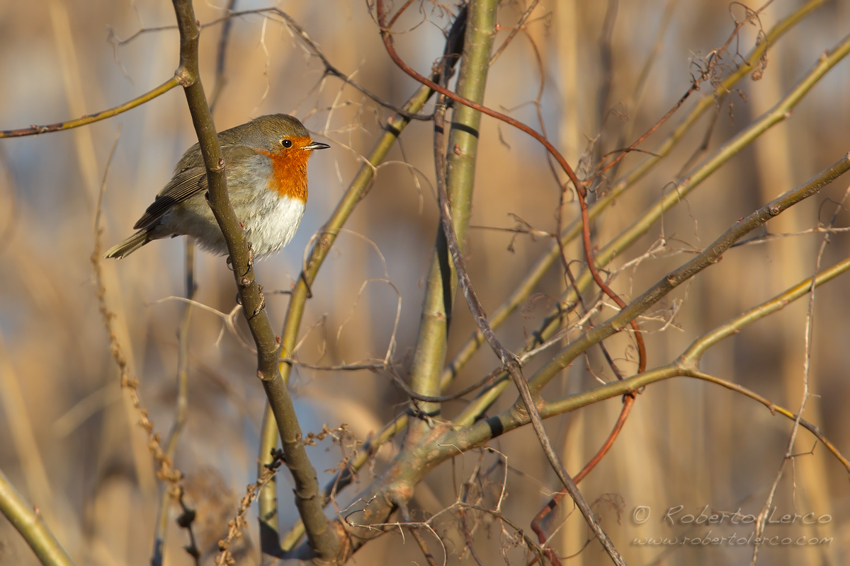 Pettirosso_Erithacus_rubecula_European_Robin04_1200