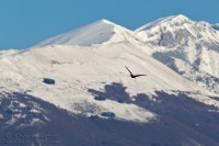 Cormorano_Cormorant_Phalacrocorax_carbo16_1200