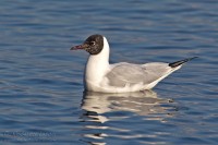 Gabbiano_comune_Larus_ridibundus17_1200