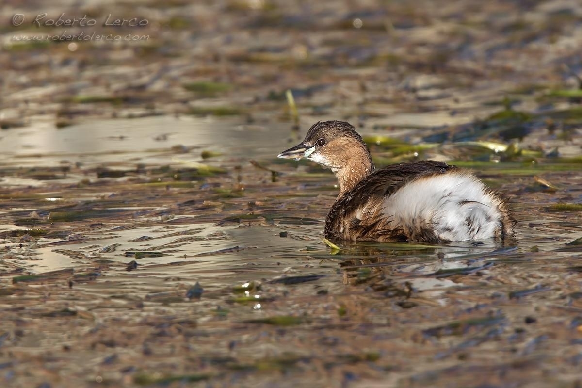 Tuffetto_Tachybaptus_ruficollis09_1200