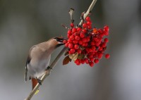 Beccofrusone - Bohemian Waxwing