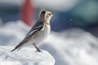 Snow Bunting