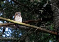 Civetta nana - Pygmy Owl