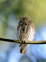 Civetta nana Glaucidium passerinum Pygmy Owl