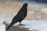 Gracchio_alpino_Pyrrhocorax_graculus25_1200