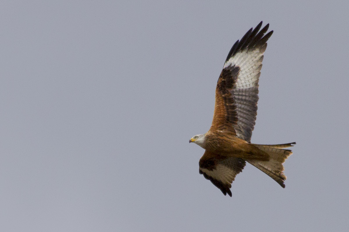 Nibbio reale - Red Kite