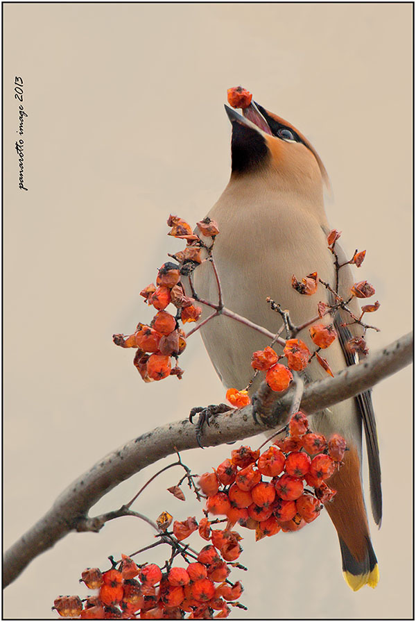 Beccofrusone