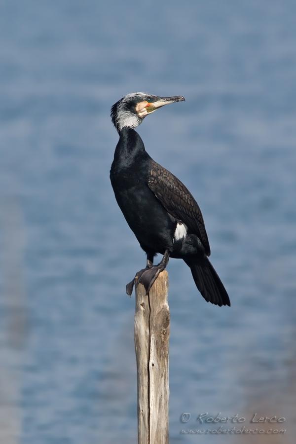 Cormorano_Cormorant_Phalacrocorax_carbo21_1200