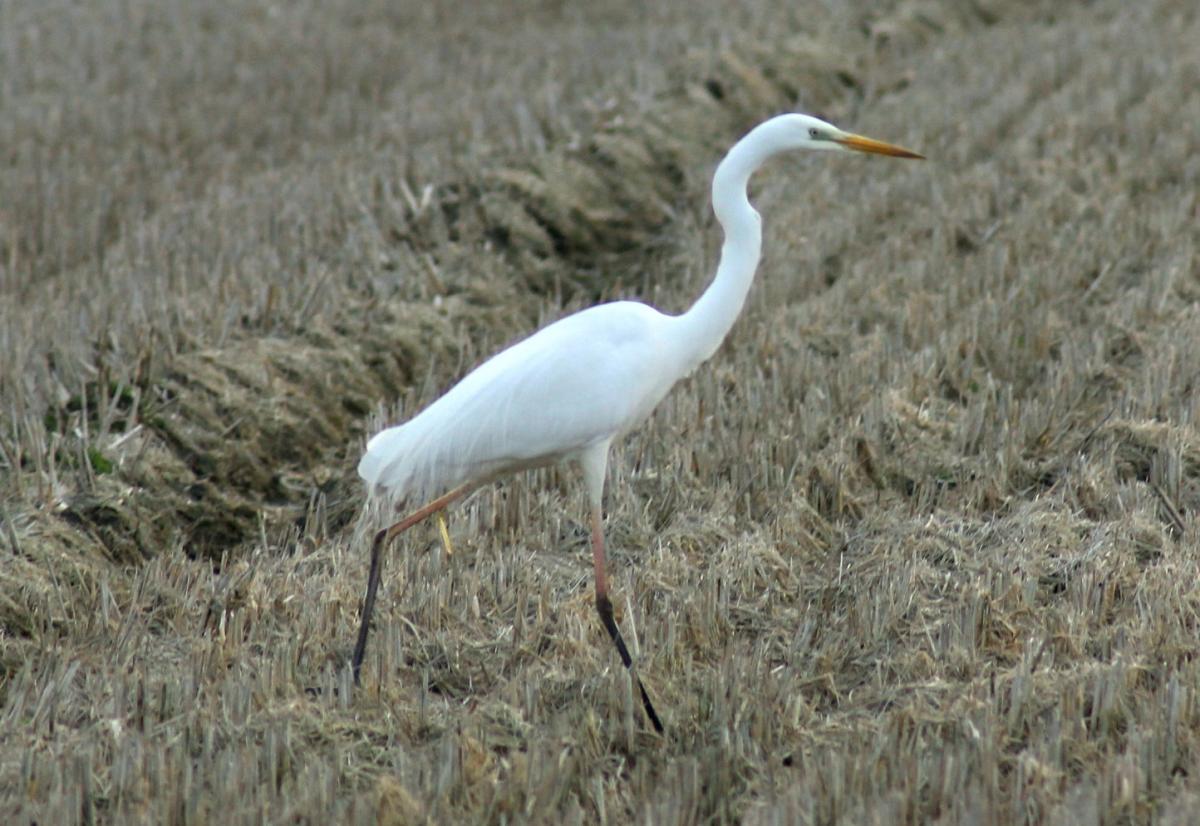 airone bianco