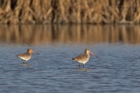 Pittima_reale_Limosa_limosa_Black-tailed_Godwit01_1200