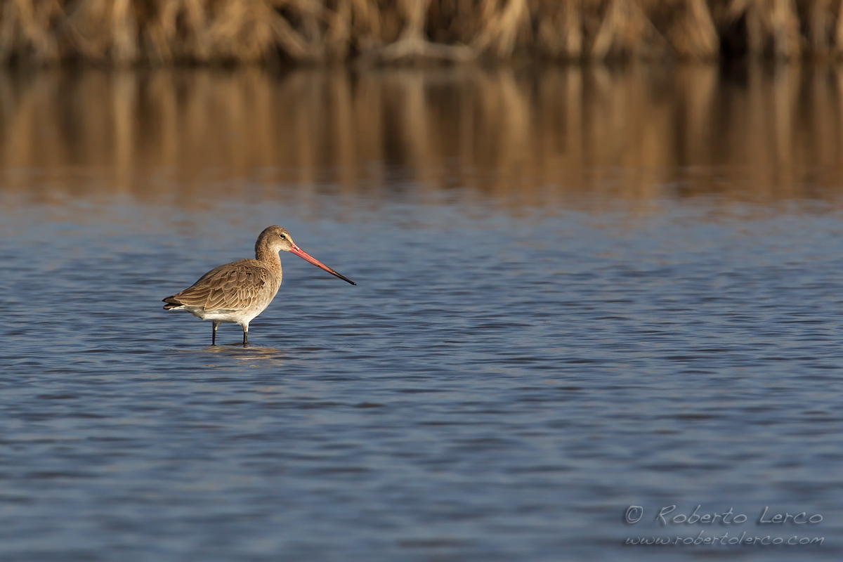 Pittima_reale_Limosa_limosa_Black-tailed_Godwit02_1200