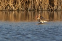 Pittima_reale_Limosa_limosa_Black-tailed_Godwit08_1200