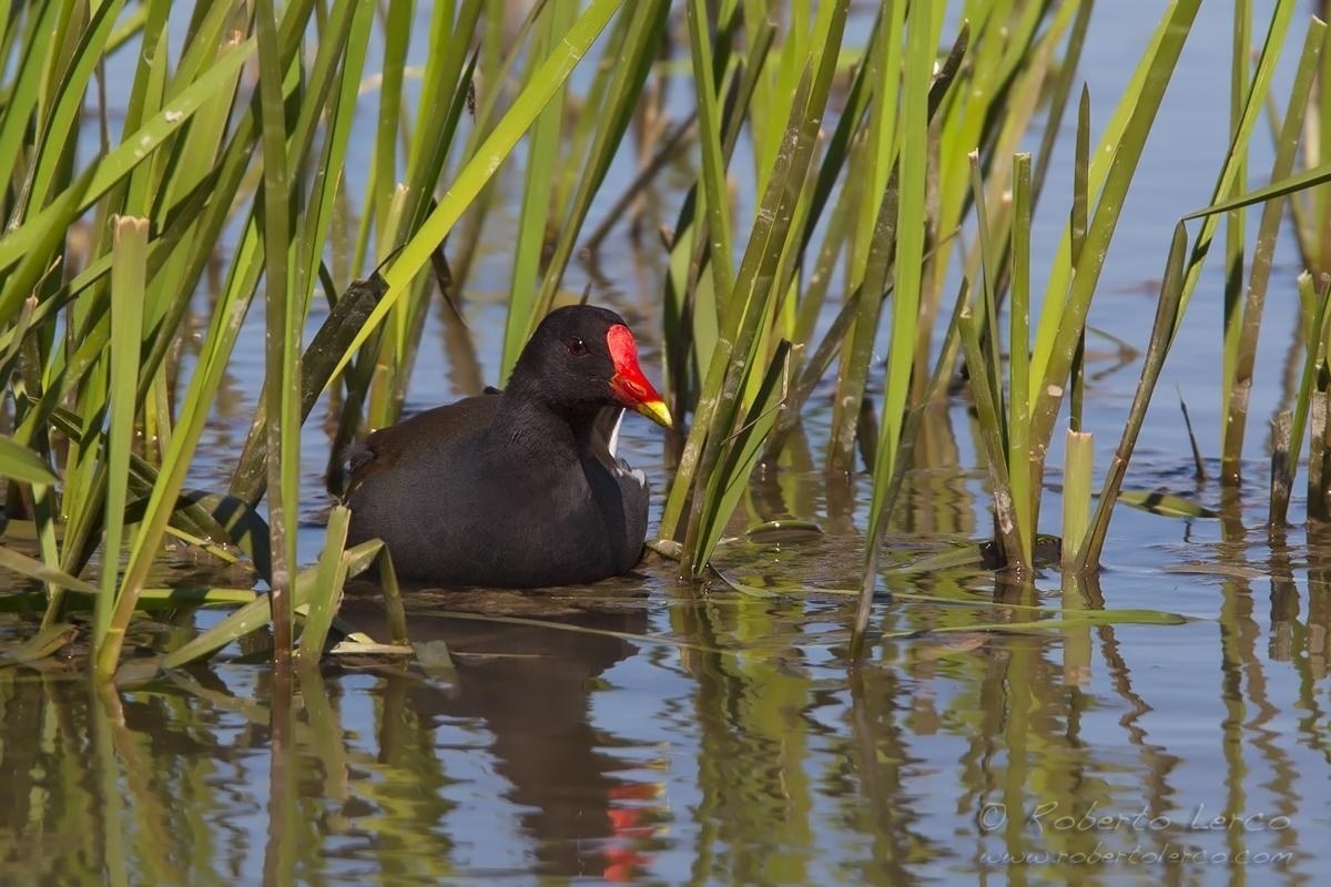 acqua_Gallinula_chloropus_Common_Moorhen04_1200