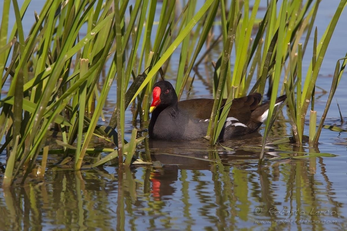 acqua_Gallinula_chloropus_Common_Moorhen02_1200