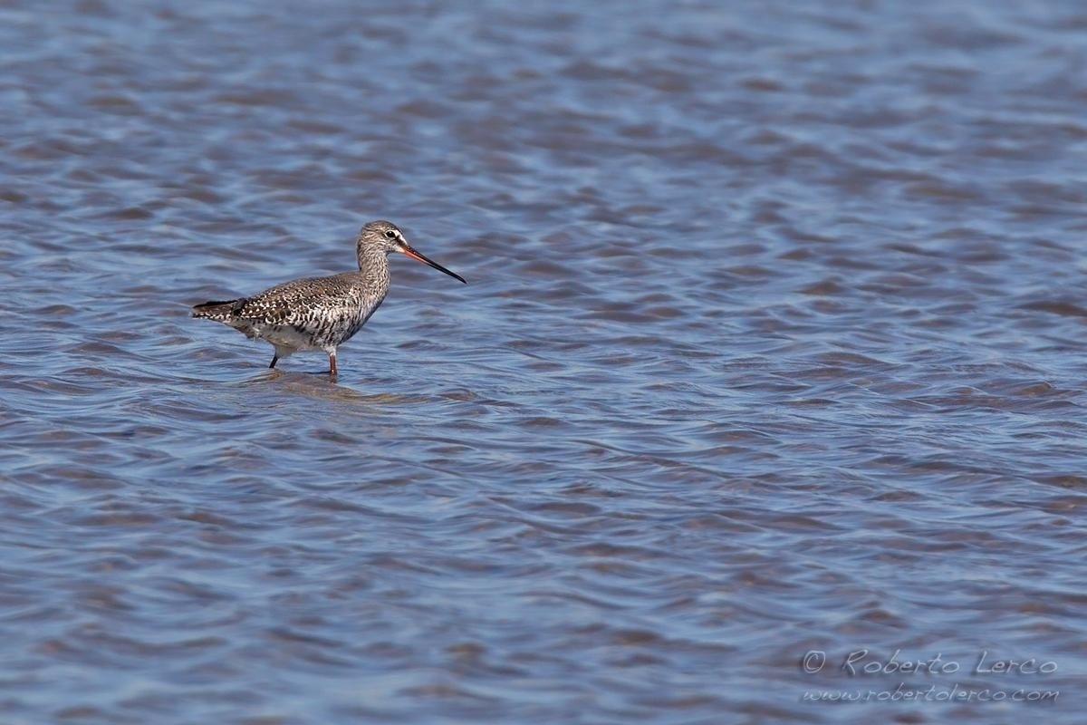 Totano_moro_Tringa_erythropus_Spotted_Redshank02_1200