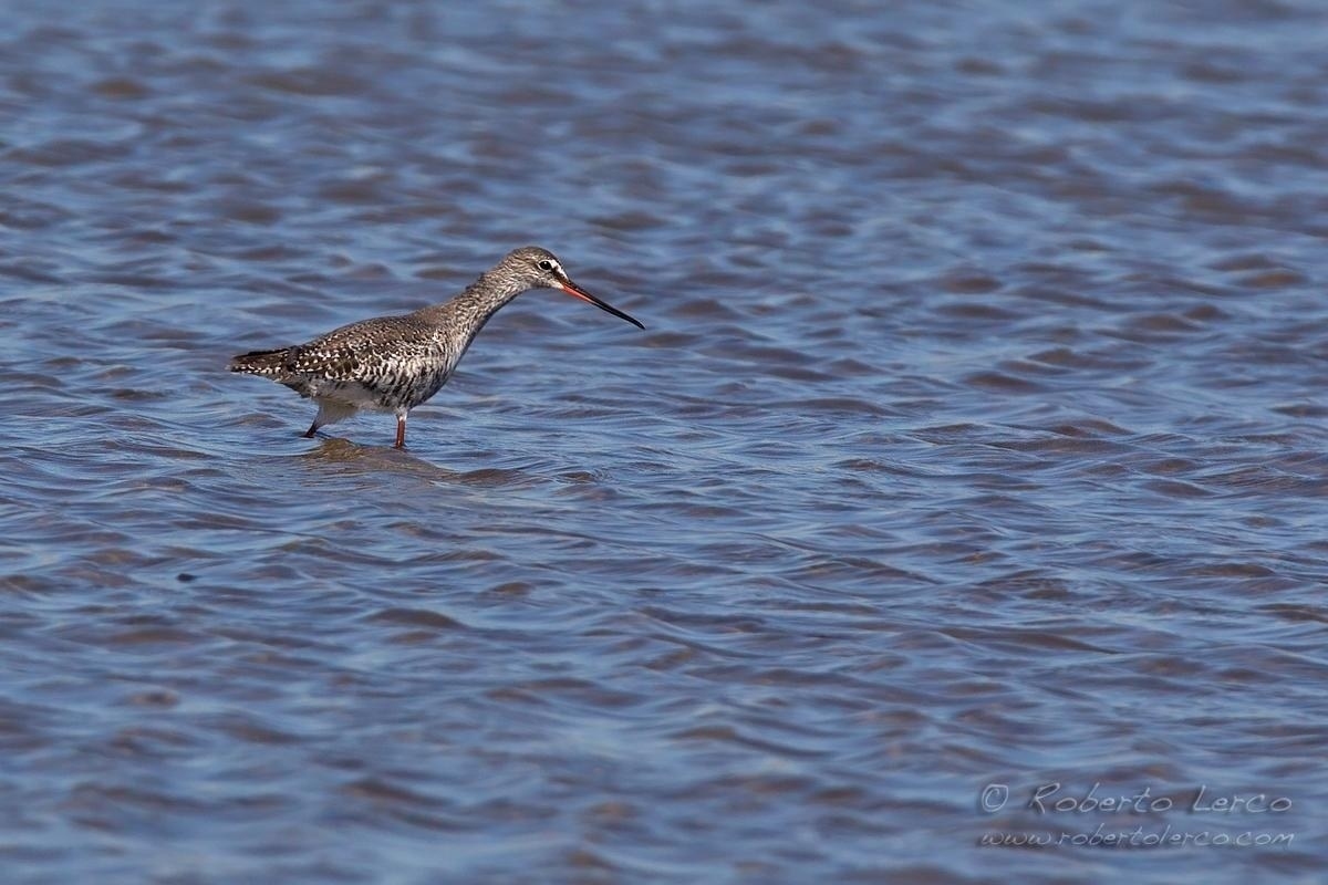 Totano_moro_Tringa_erythropus_Spotted_Redshank03_1200