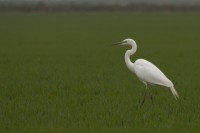 Airone bianco maggiore	Casmerodius albus	Great Egret