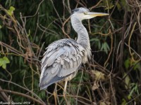 Airone cenerino	Ardea cinerea	Grey Heron