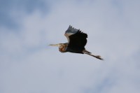 Airone rosso	Ardea purpurea	Purple Heron