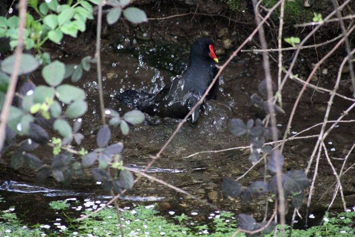 gallinella.