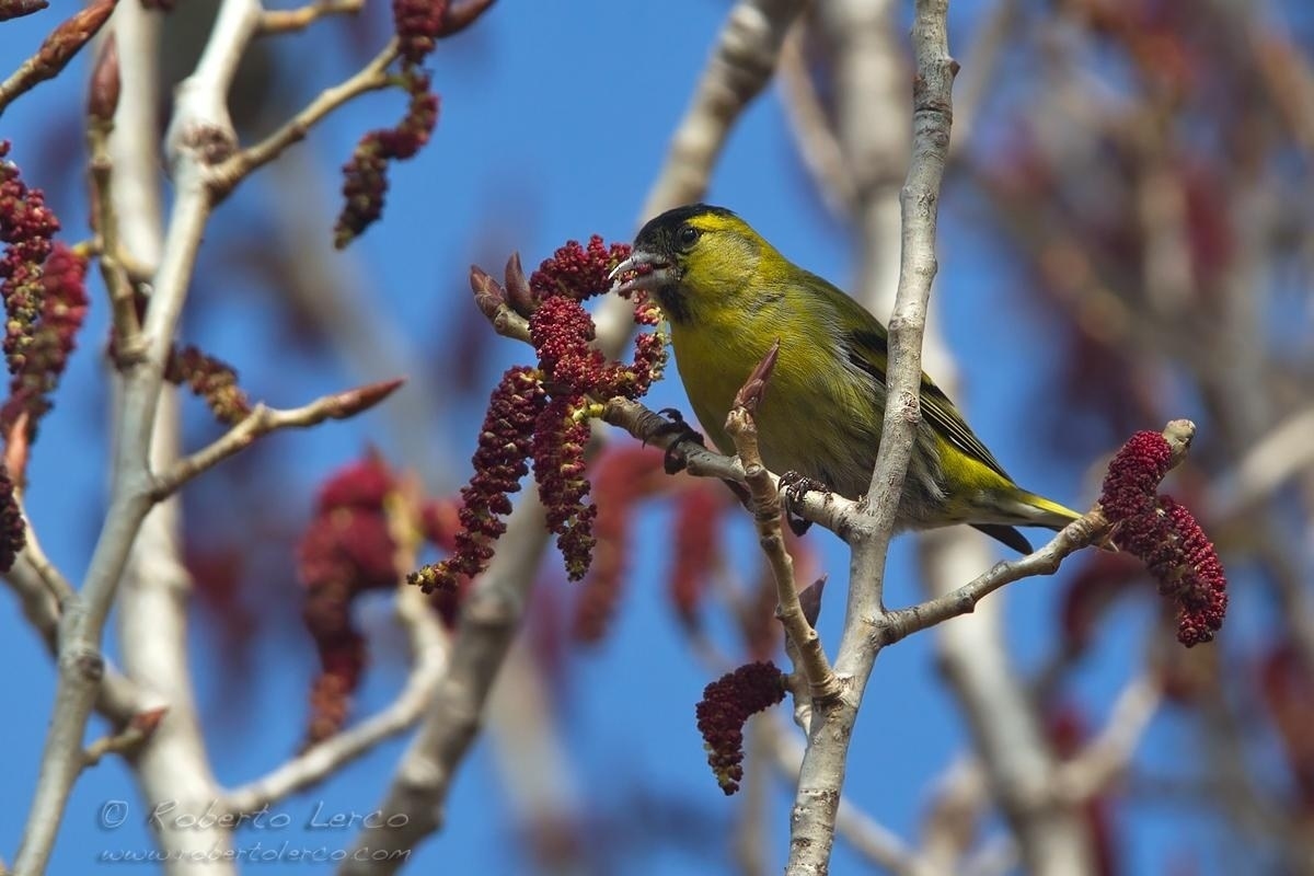 Lucherino_Eurasian_Siskin_Spinus_spinus03_1200