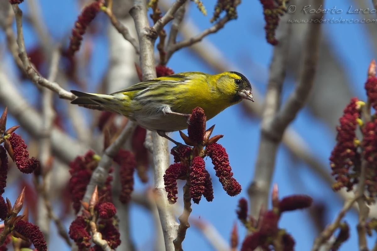 Lucherino_Eurasian_Siskin_Spinus_spinus04_1200