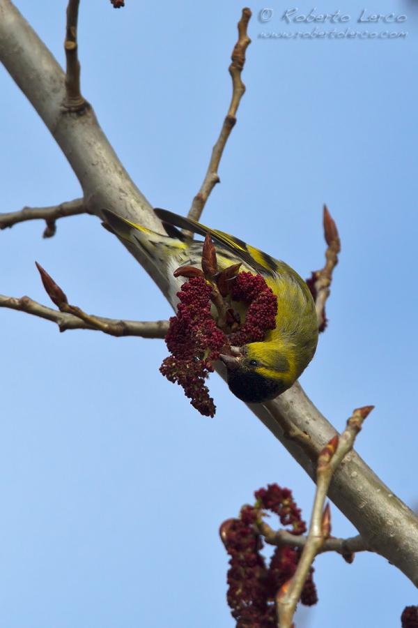 Lucherino_Eurasian_Siskin_Spinus_spinus09_1200