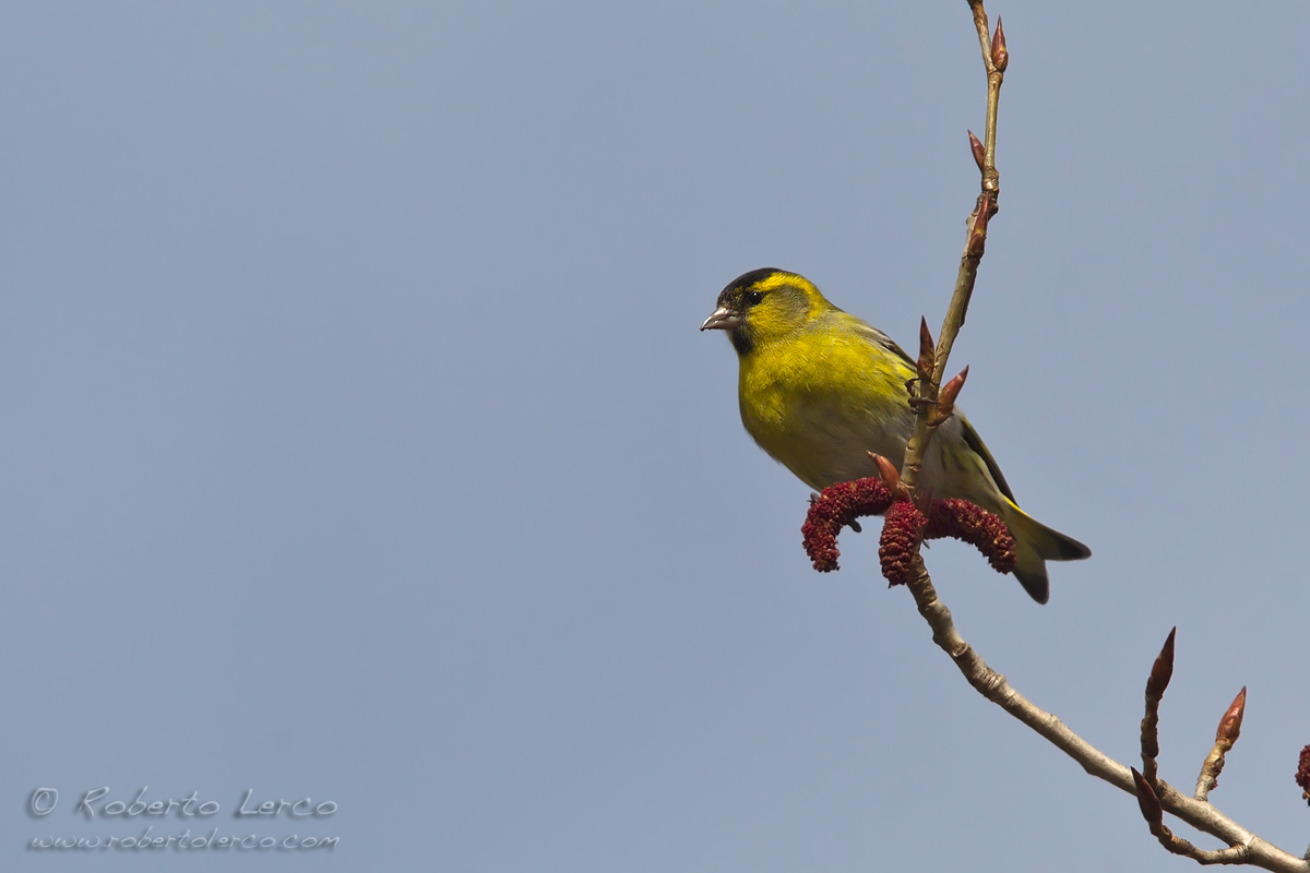 Lucherino_Eurasian_Siskin_Spinus_spinus17_1200