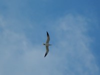 Sterna maggiore Hydroprogne caspia Caspian Tern