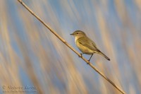 Lui_piccolo_Phylloscopus_collybita_Chiffchaff08_1200