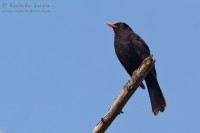 Merlo_Turdus_merula_Blackbird04_1200