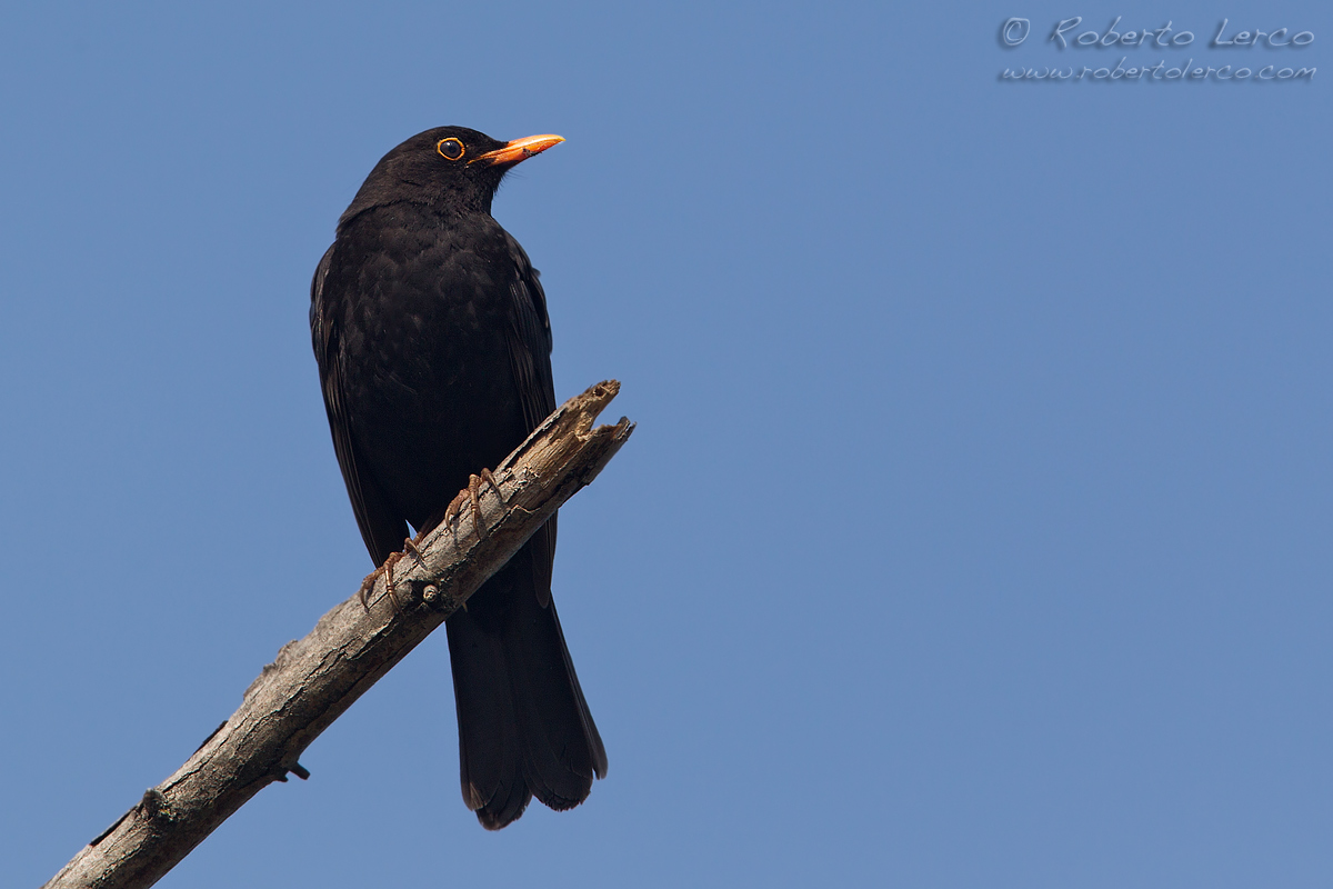 Merlo_Turdus_merula_Blackbird05_1200