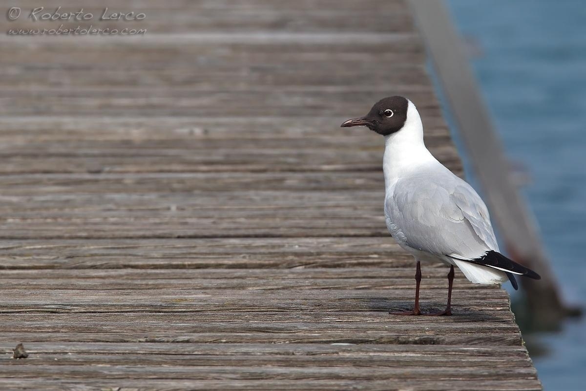 Gabbiano_comune_Larus_ridibundus19_1200