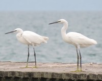 Garzetta	Egretta garzetta	Little Egret