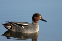 Alzavola	Anas crecca	Eurasian Teal