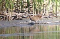 Spotted Crake