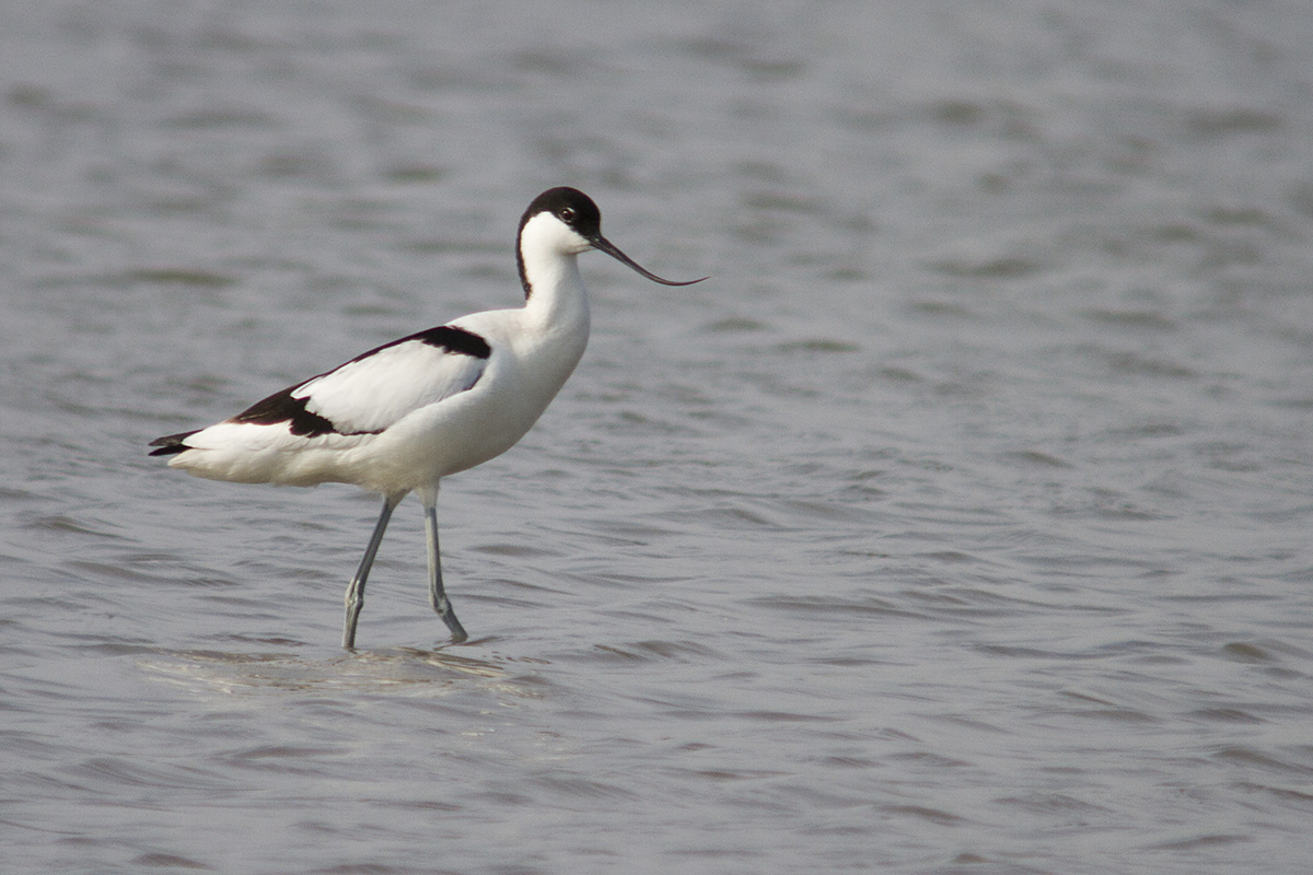 Avocetta - Pied Avocet