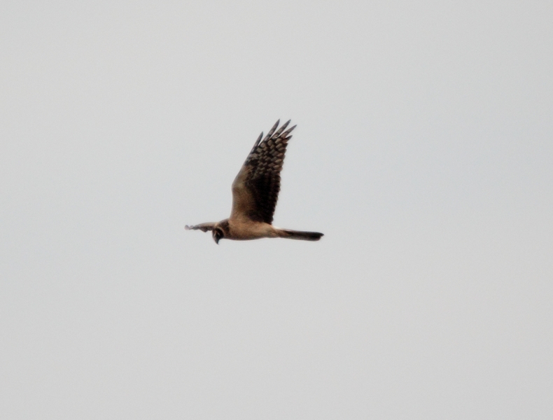 ALBANELLA PALLIDA - PALLID HARRIER