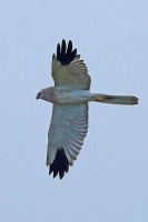 Albanella pallida Circus macrourus Pallid harrier