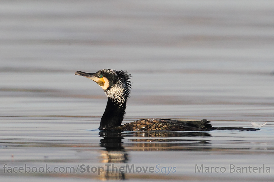 BAN01306cormorano