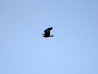 Aquila reale A2