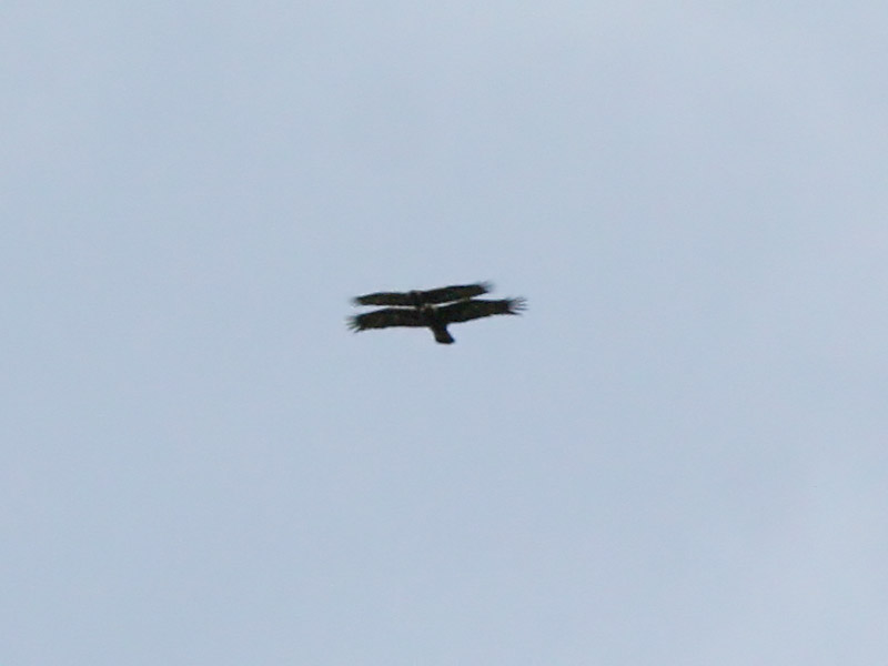 aquila_re25