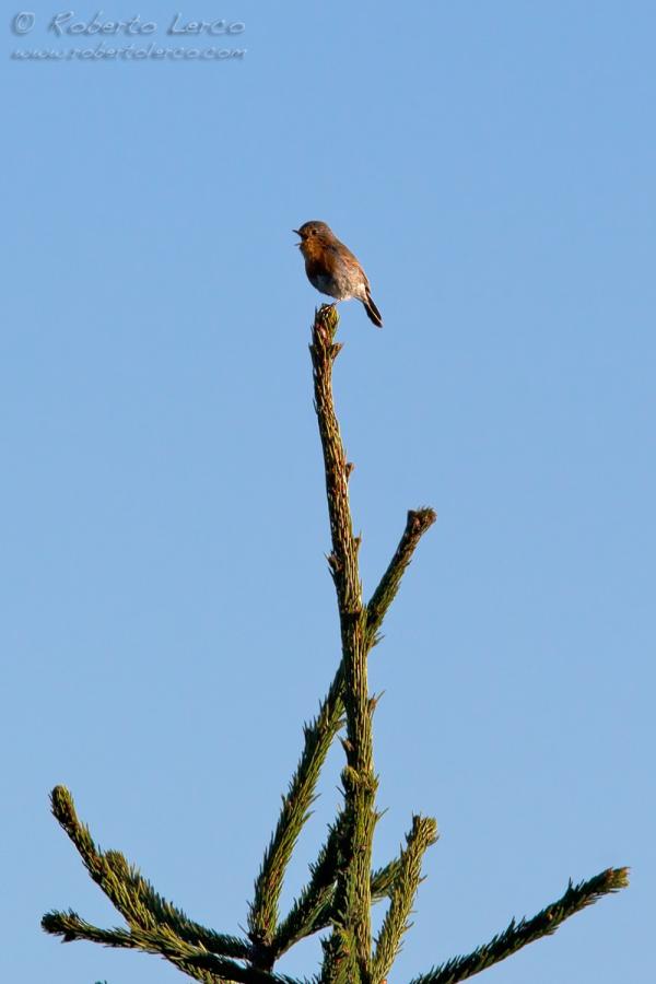 Pettirosso_Erithacus_rubecula_European_Robin05_1200