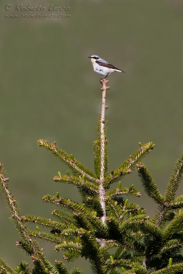 Culbianco_Wheatear_Oenanthe_oenanthe01_1200