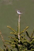 Culbianco_Wheatear_Oenanthe_oenanthe01_1200