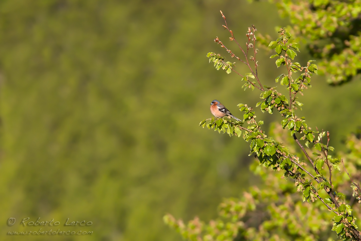 Fringuello_Chaffinch_Fringilla_coelebs15_1200