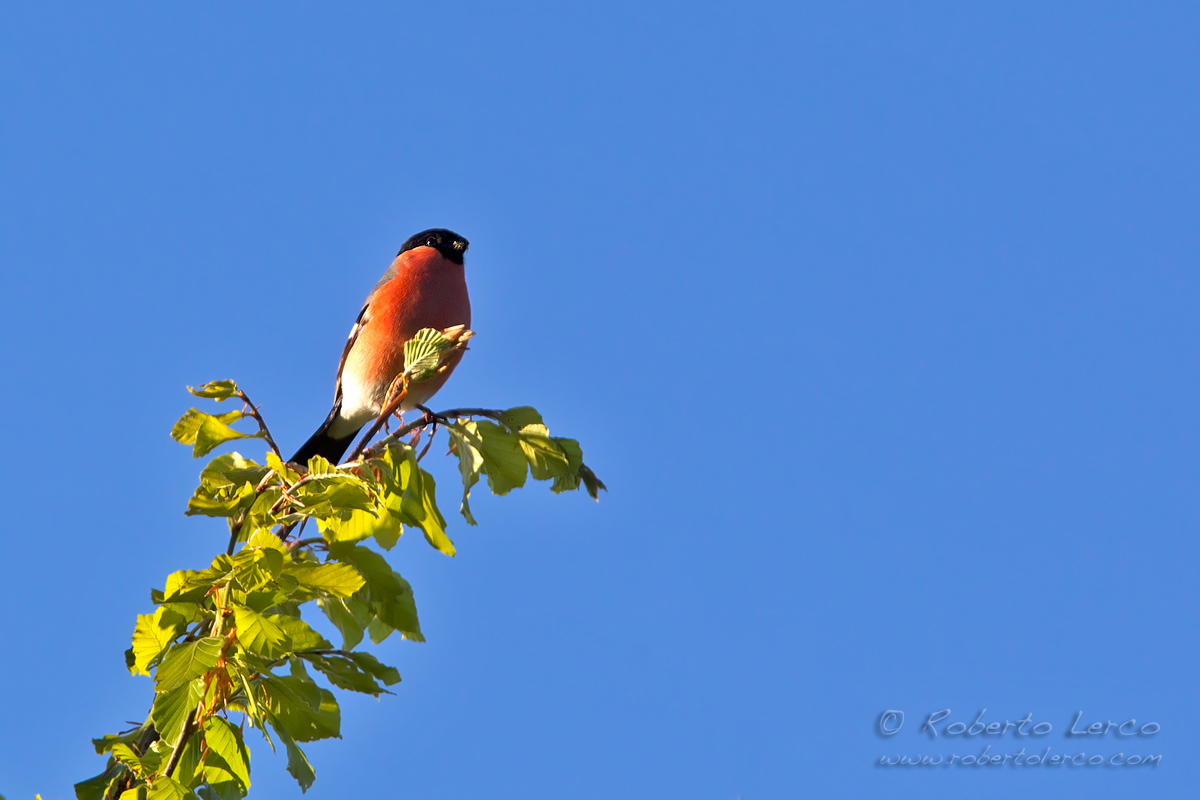 Ciuffolotto_Bullfinch_Pyrrhula_Phyrrula01_1200