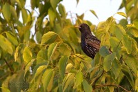 storno_starling03_1200