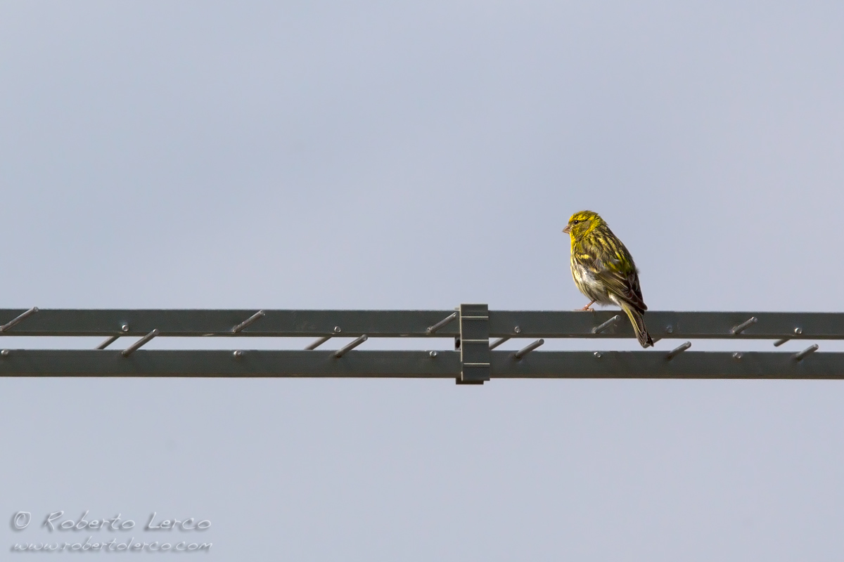 verzellino_Serin_Serinus_serinus01_1200